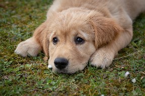 Hier ist der Hund